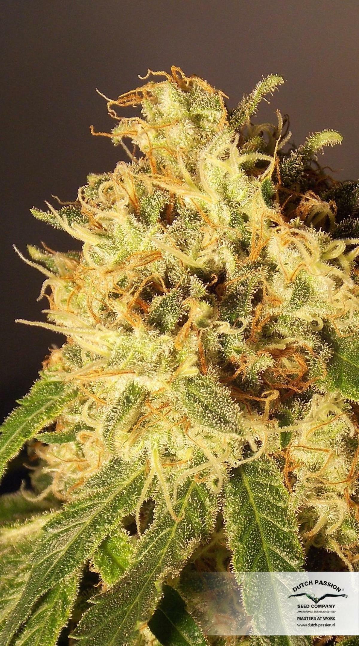 Dutch Passion - CBD Skunk Haze (fem.)