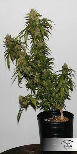 Dutch Passion - CBD Skunk Haze (fem.)