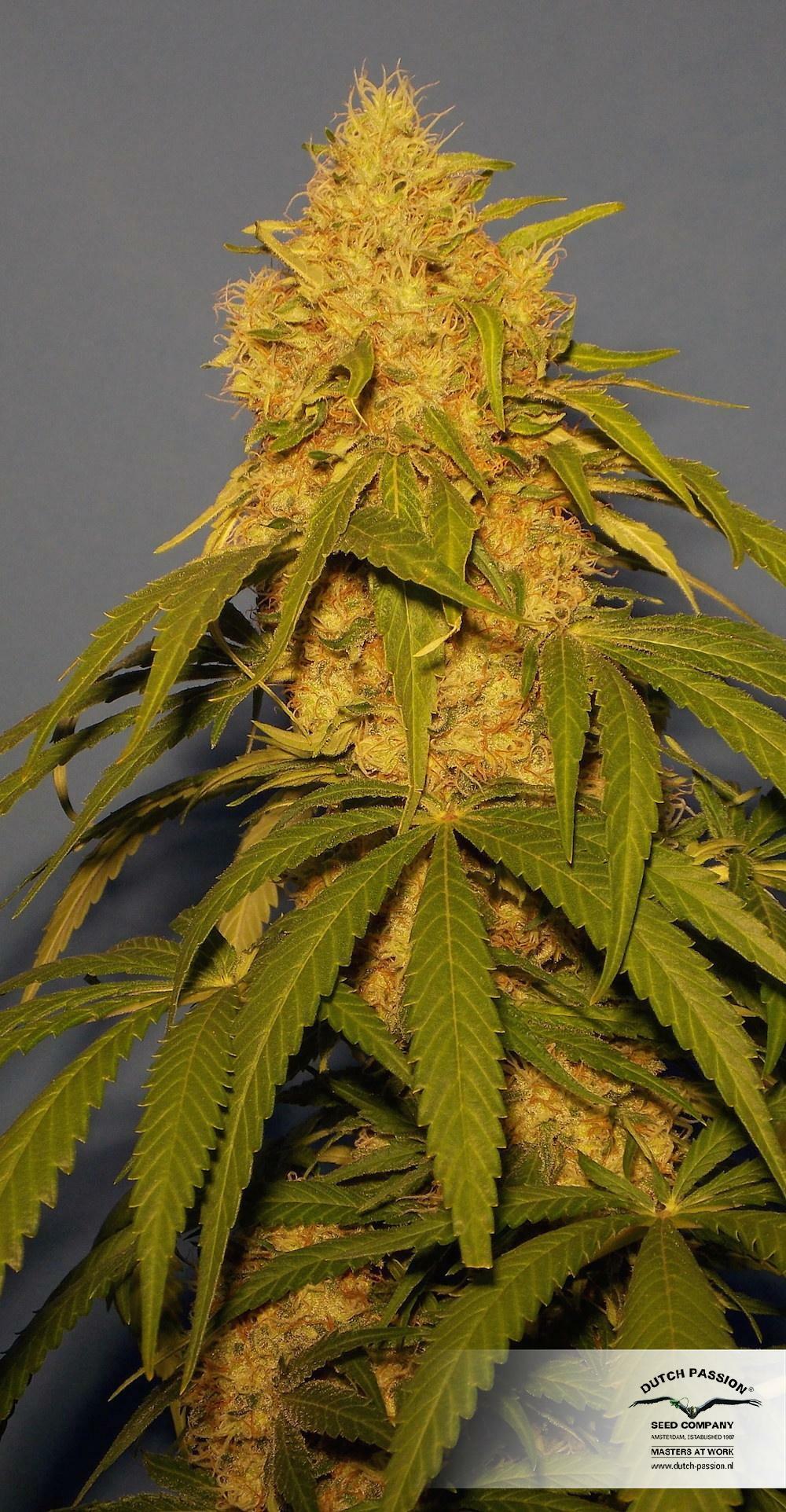 Dutch Passion - CBD Skunk Haze (fem.)