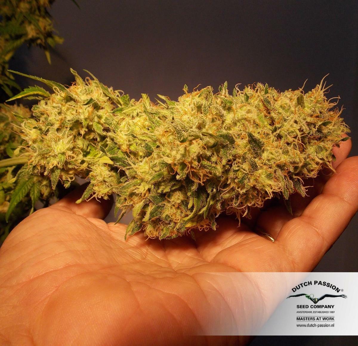 Dutch Passion - CBD Skunk Haze (fem.)