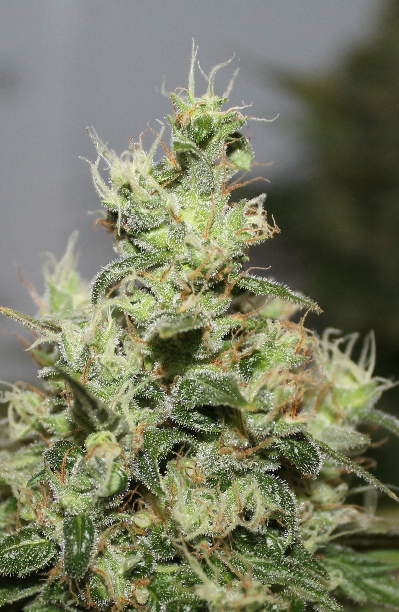 Dutch Passion - CBD Kush (fem.)