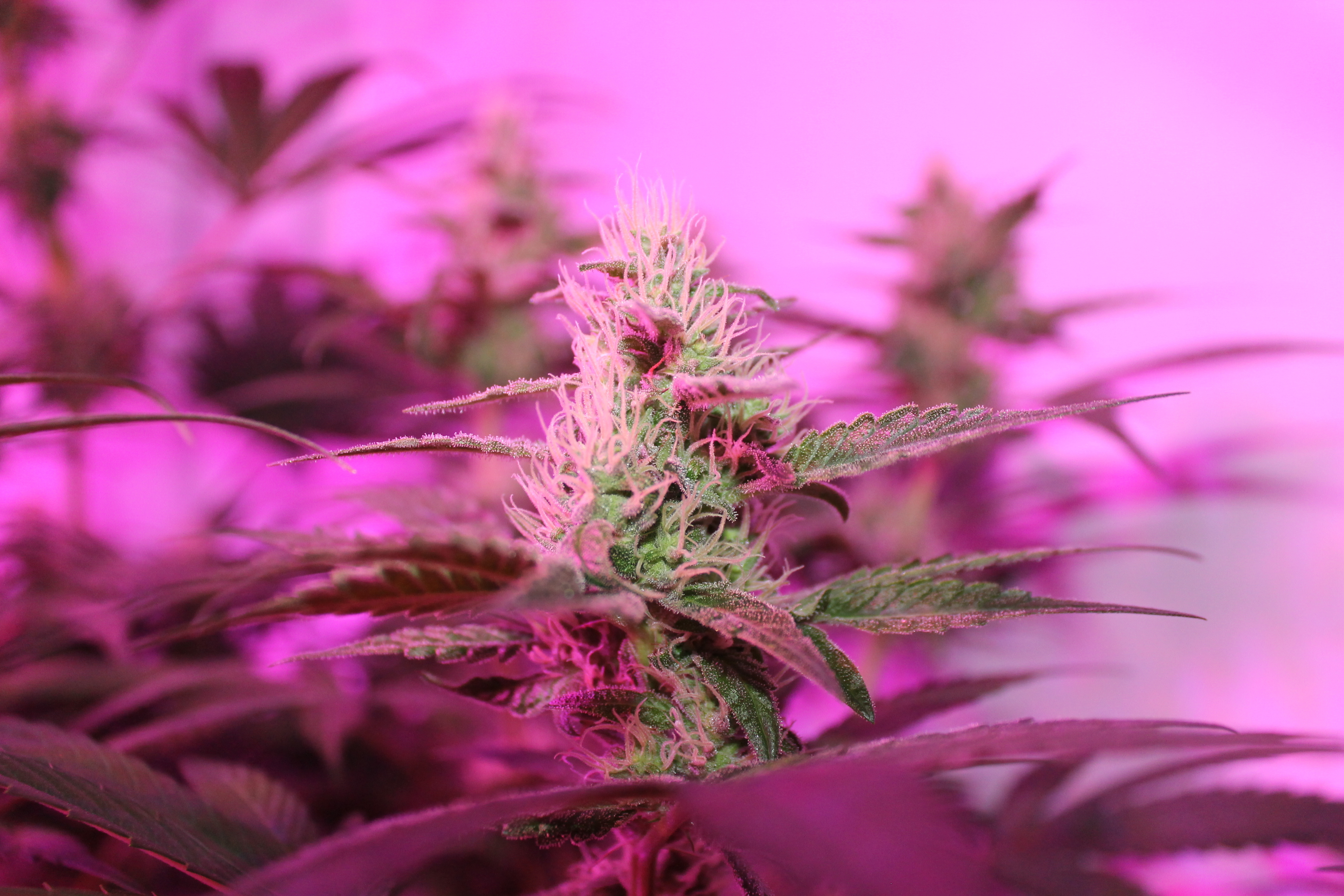 Dutch Passion - CBD Kush (fem.)