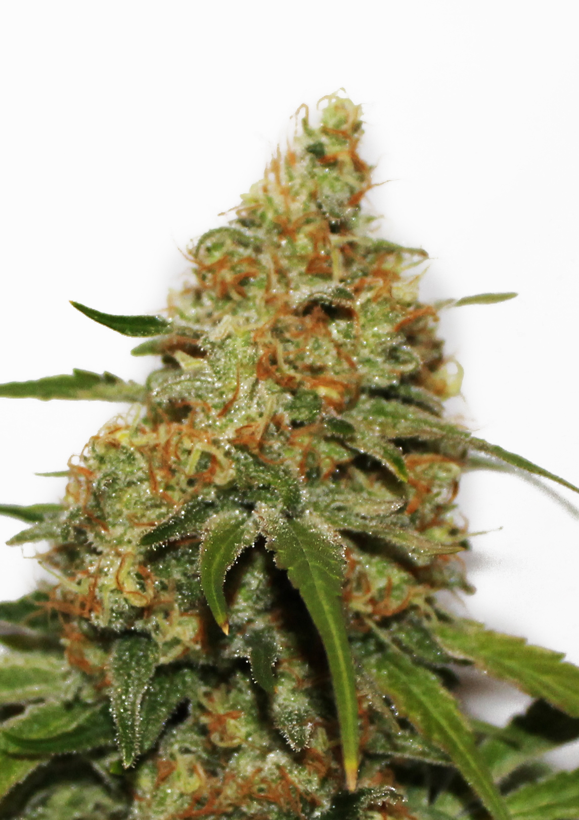 Dutch Passion - CBD Kush (fem.)