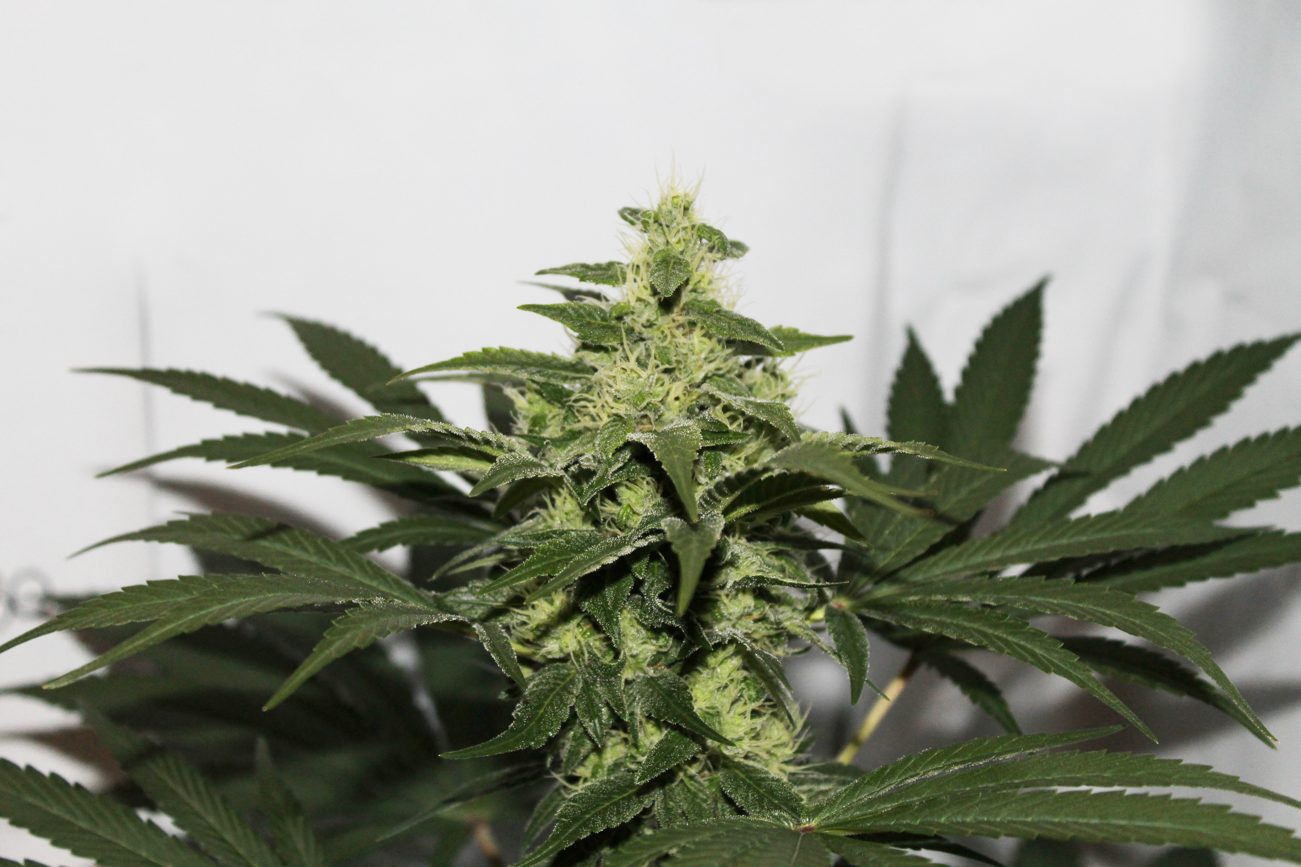 Dutch Passion - CBD Kush (fem.)