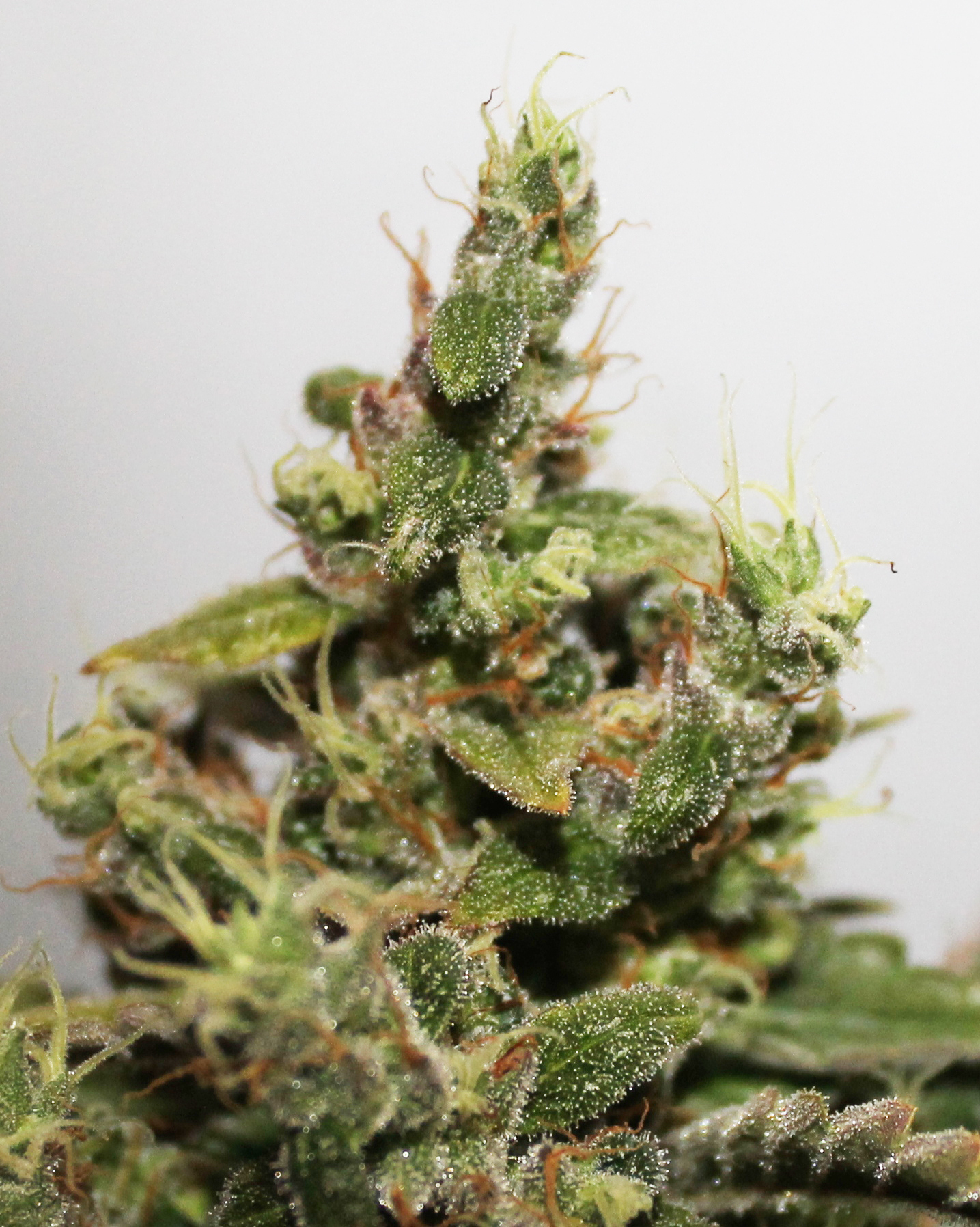 Dutch Passion - CBD Kush (fem.)