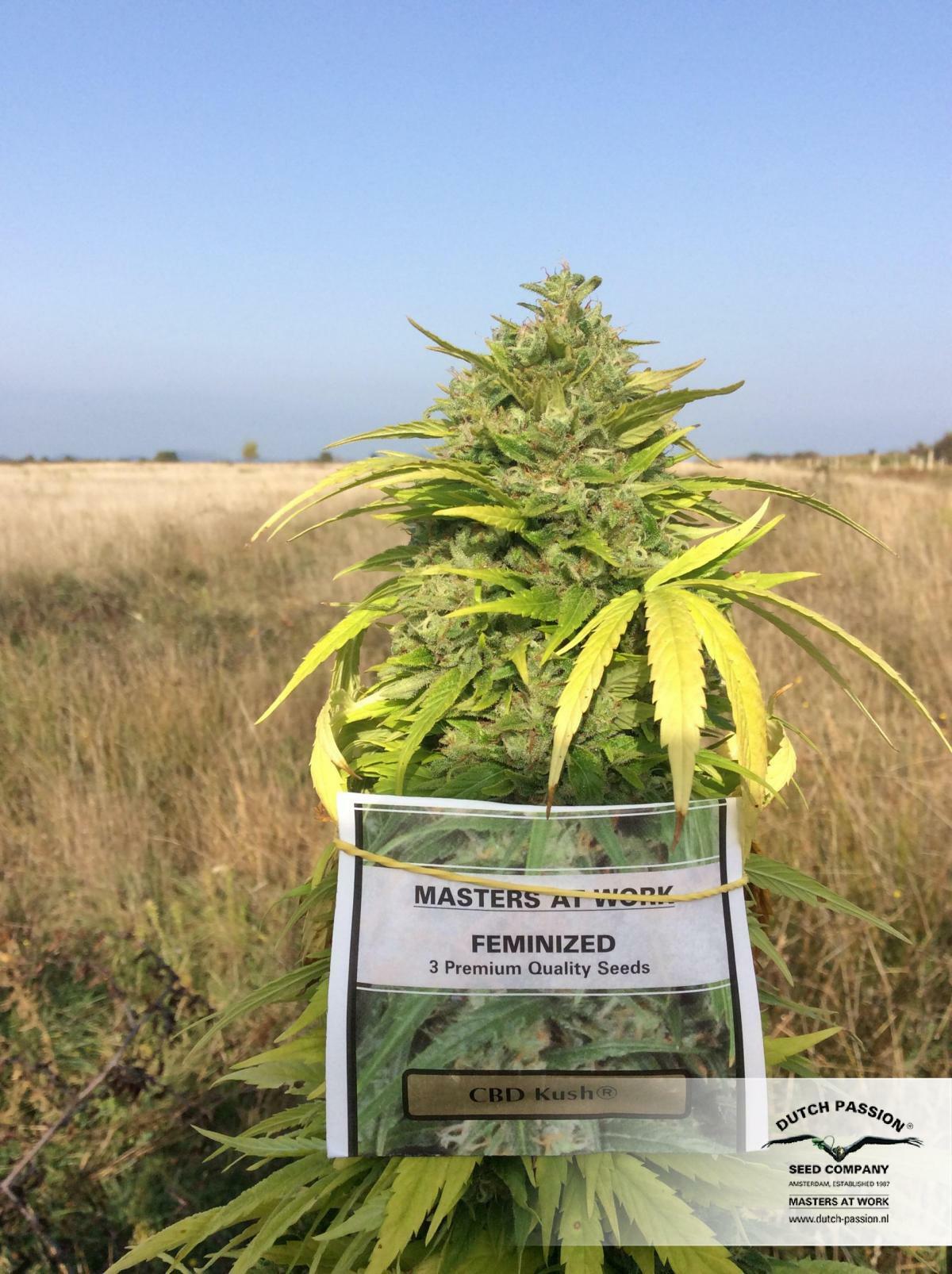 Dutch Passion - CBD Kush (fem.)