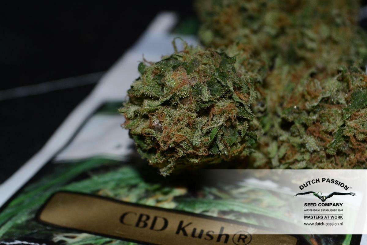 Dutch Passion - CBD Kush (fem.)