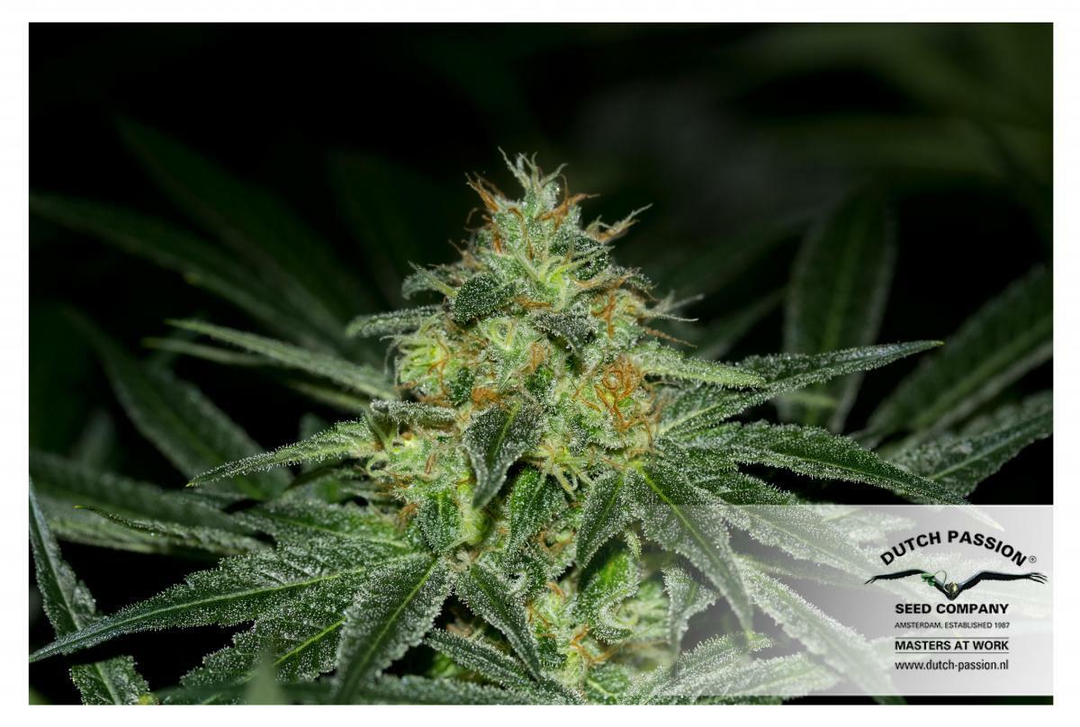 Dutch Passion - CBD Kush (fem.)