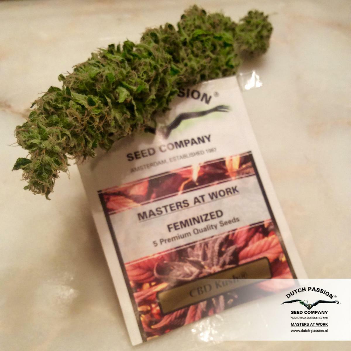Dutch Passion - CBD Kush (fem.)