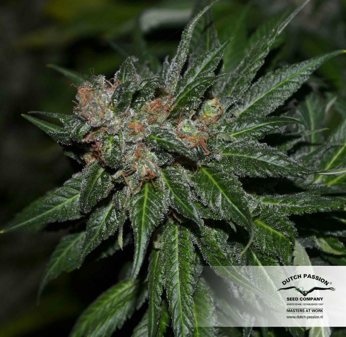 Dutch Passion - CBD Kush (fem.)