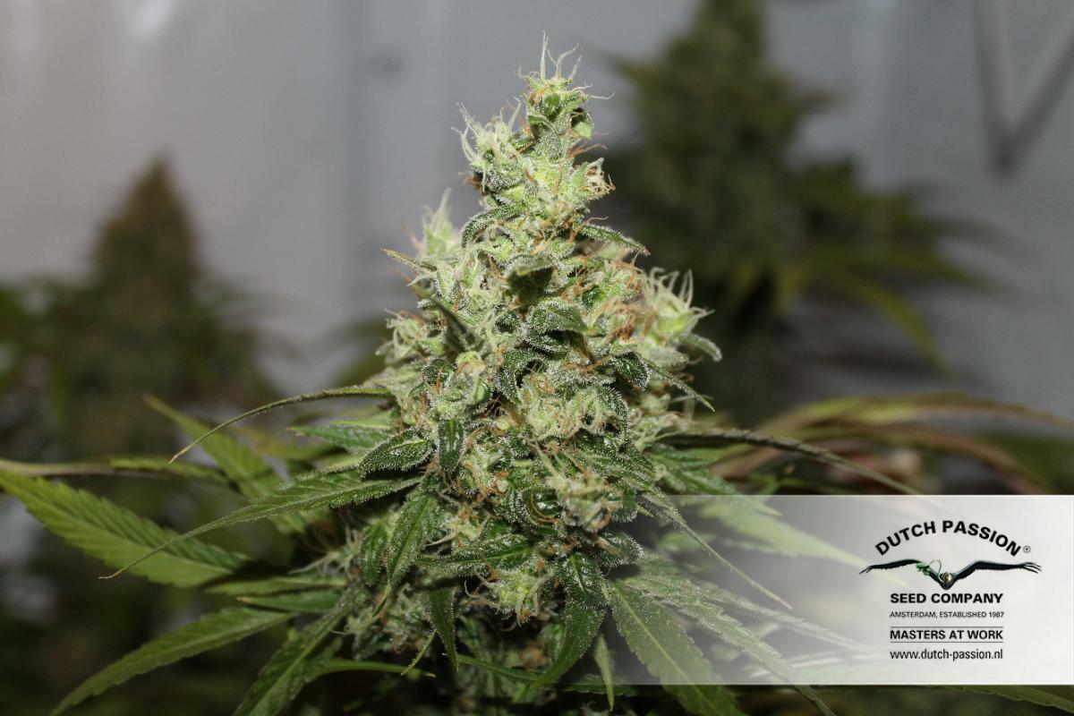 Dutch Passion - CBD Kush (fem.)
