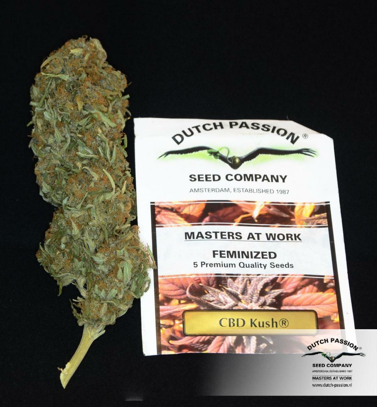 Dutch Passion - CBD Kush (fem.)
