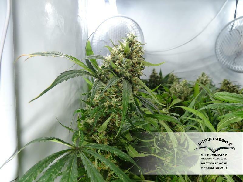 Dutch Passion - CBD Kush (fem.)