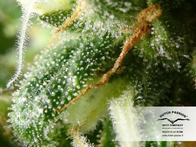 Dutch Passion - CBD Kush (fem.)