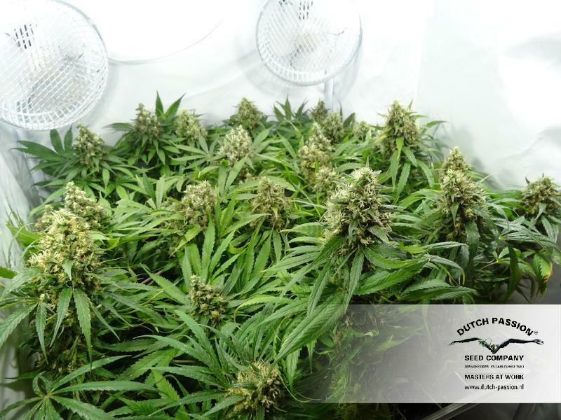 Dutch Passion - CBD Kush (fem.)