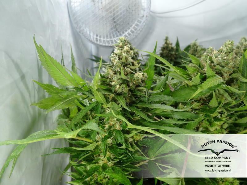 Dutch Passion - CBD Kush (fem.)