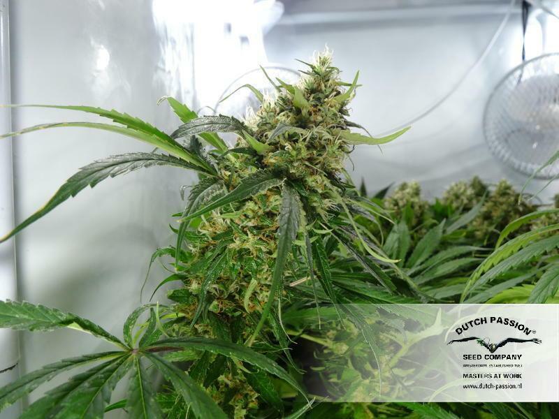 Dutch Passion - CBD Kush (fem.)