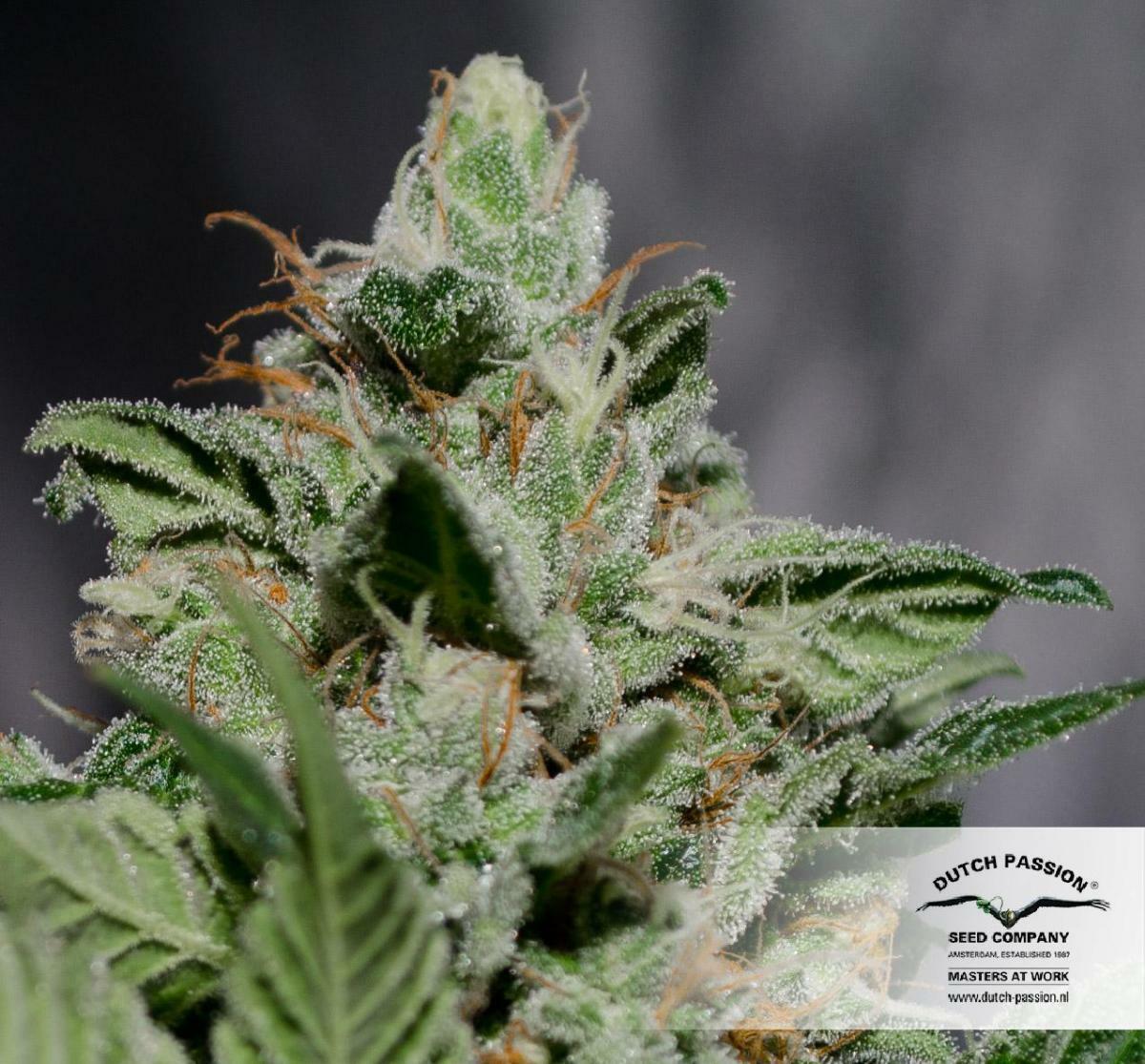 Dutch Passion - CBD Kush (fem.)