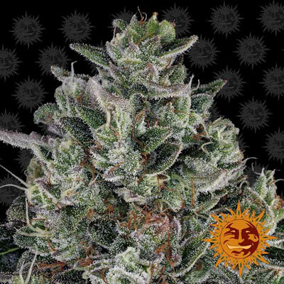 Barney's Farm - Glookies (fem.)