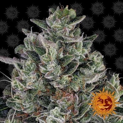 Barney's Farm - Glookies (fem.) 06387