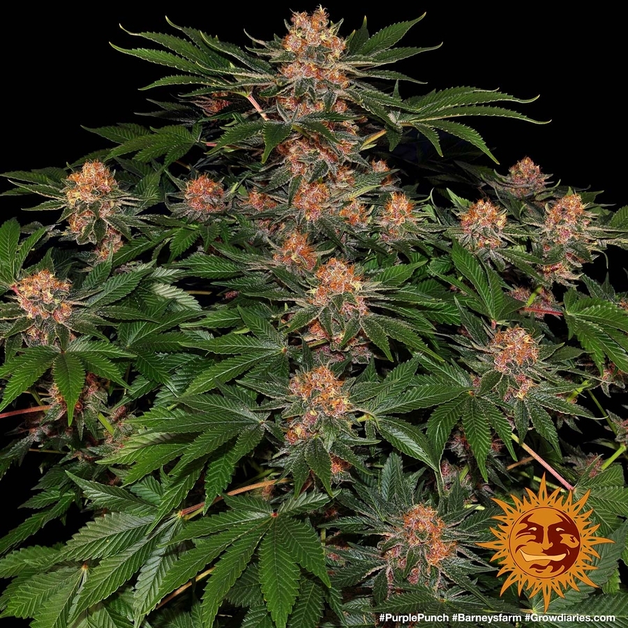 Barney's Farm - Purple Punch (fem.)