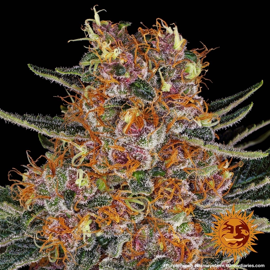 Barney's Farm - Purple Punch (fem.)