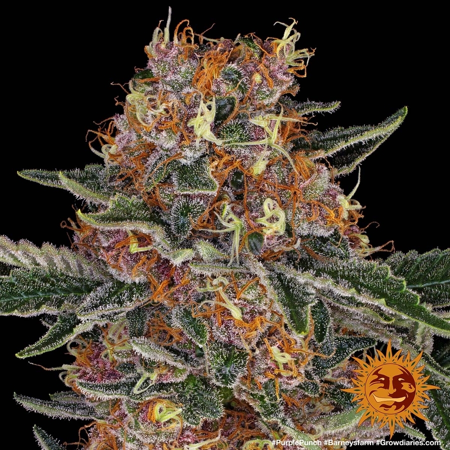 Barney's Farm - Purple Punch (fem.)