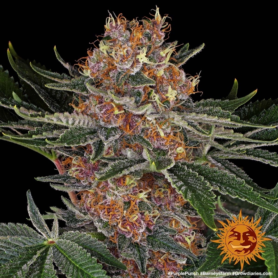 Barney's Farm - Purple Punch (fem.)