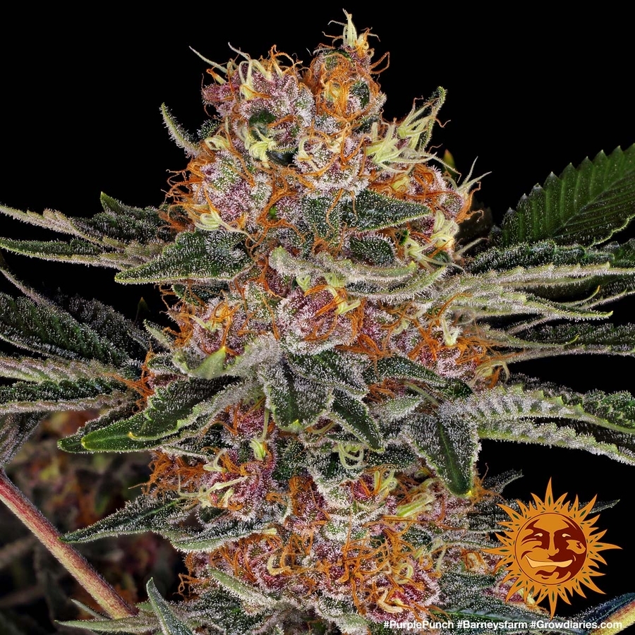 Barney's Farm - Purple Punch (fem.)