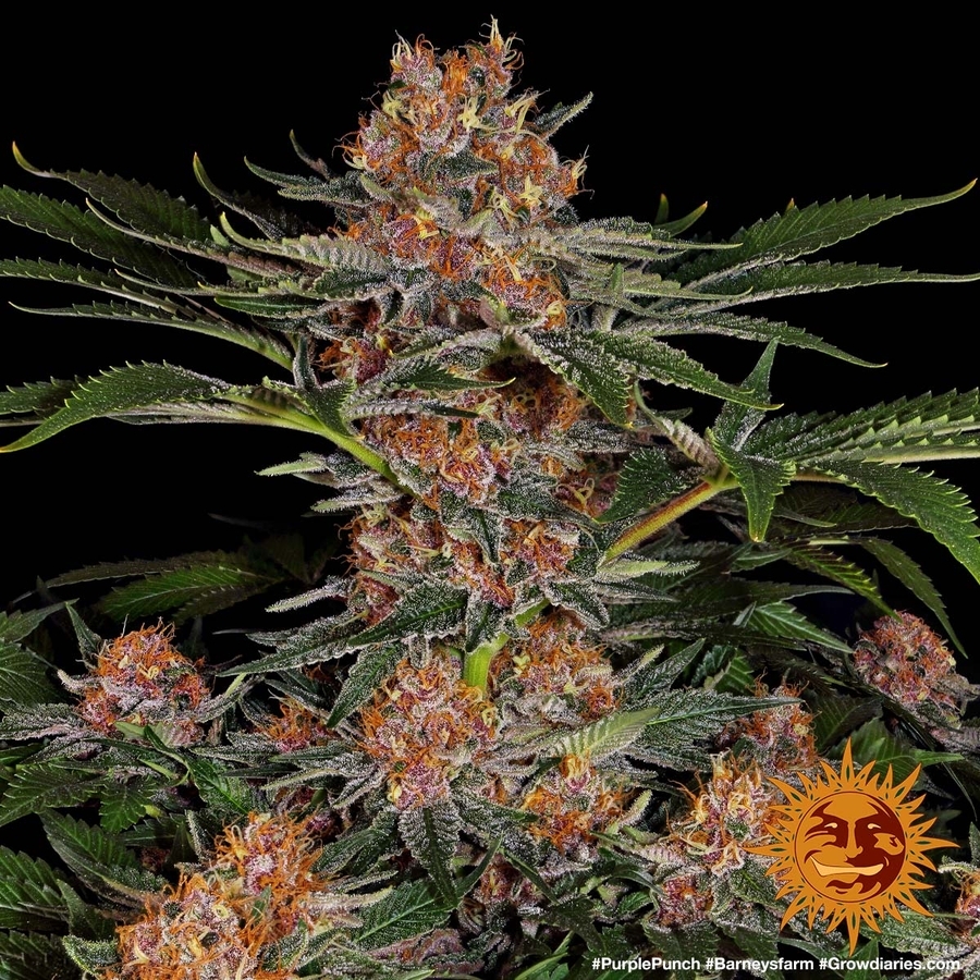 Barney's Farm - Purple Punch (fem.)