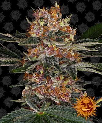 Barney's Farm - Purple Punch (fem.) 06392