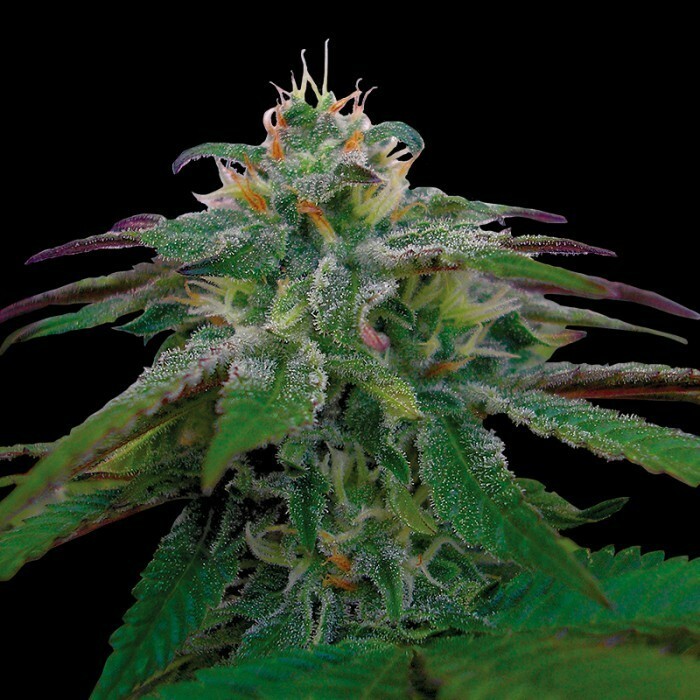 Reserva Privada (DNA Genetics Seeds) - X18 Pure Pakistani (reg.)