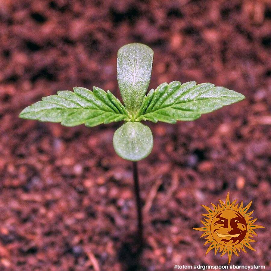 Barney's Farm - Dr. Grinspoon (fem.)