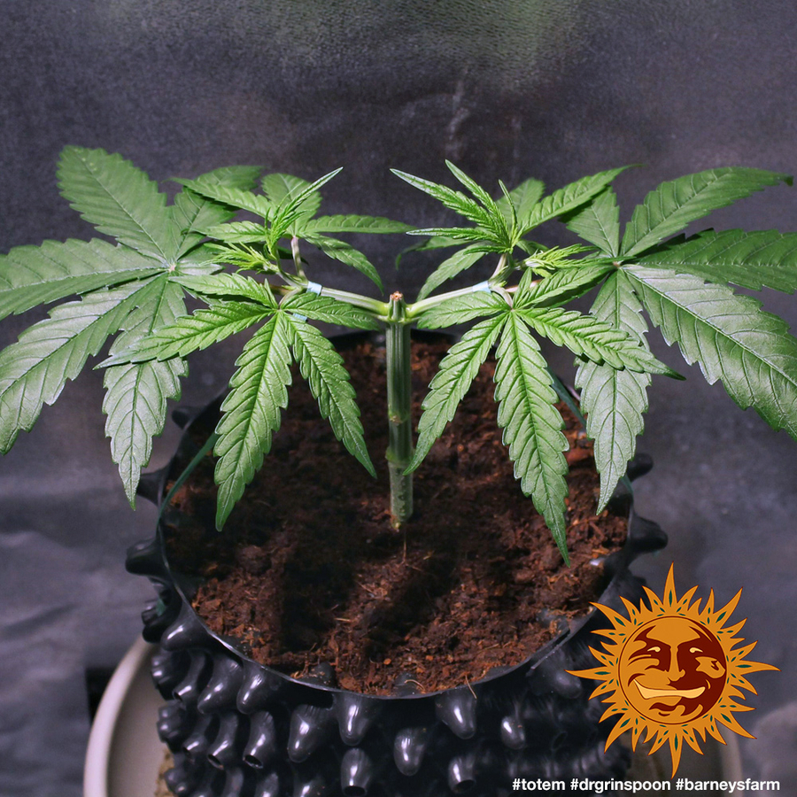 Barney's Farm - Dr. Grinspoon (fem.)