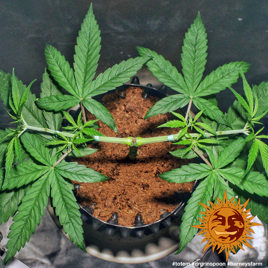 Barney's Farm - Dr. Grinspoon (fem.)