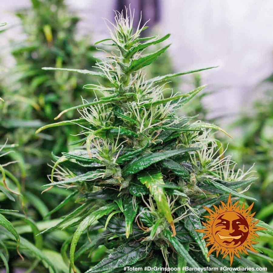 Barney's Farm - Dr. Grinspoon (fem.)