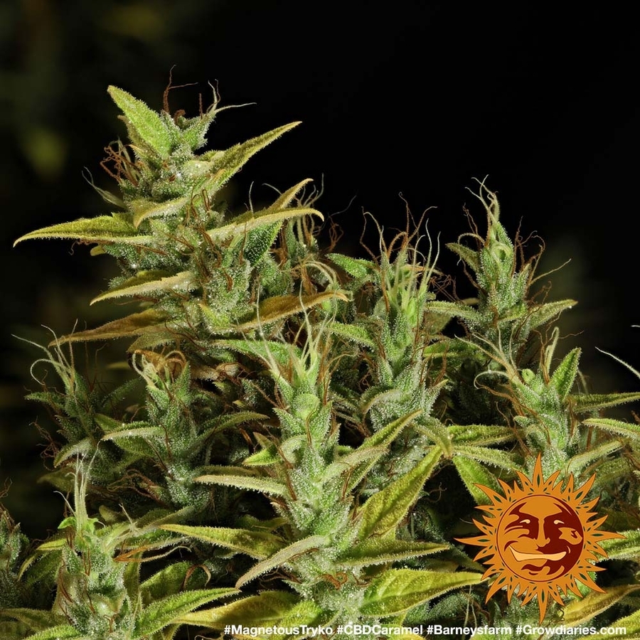 Barney's Farm - Dr. Grinspoon (fem.)