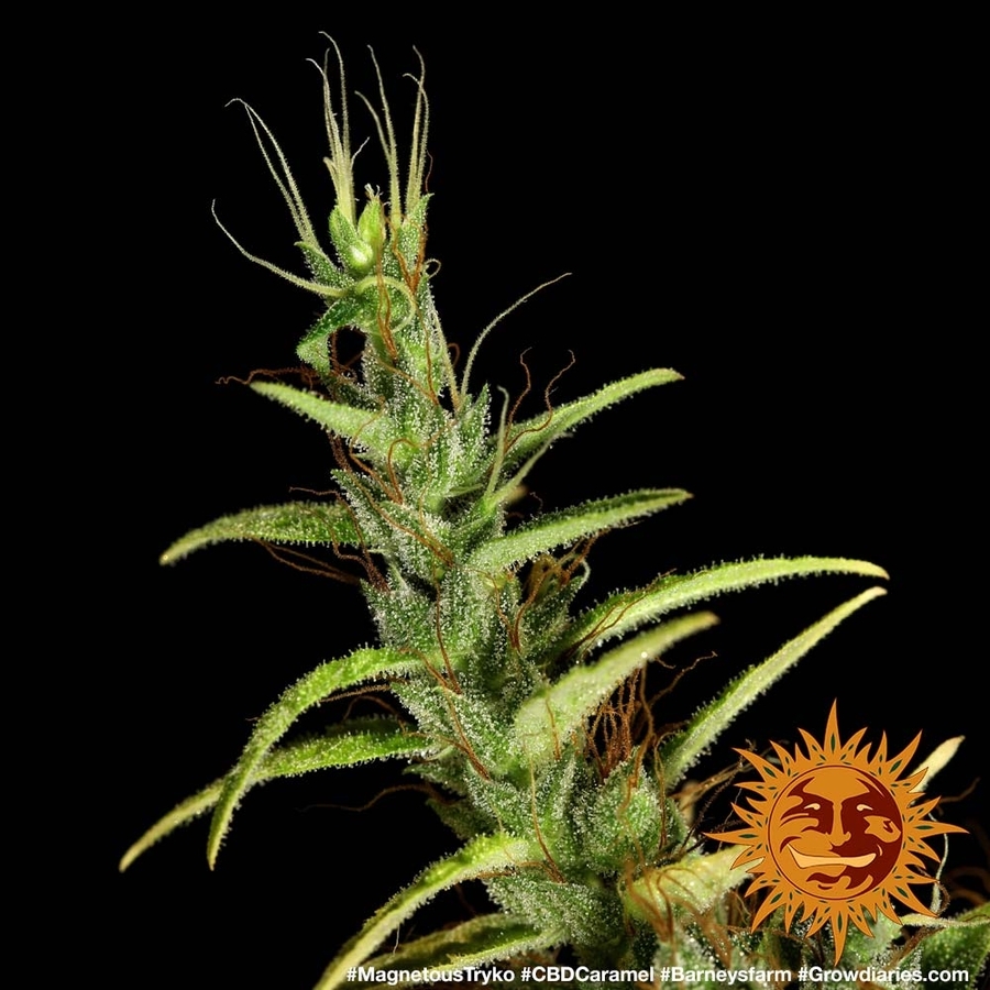Barney's Farm - Dr. Grinspoon (fem.)
