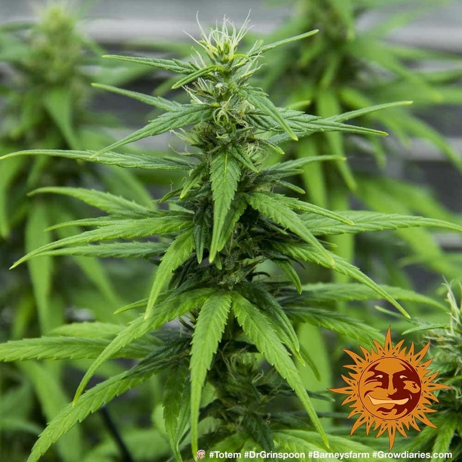 Barney's Farm - Dr. Grinspoon (fem.)