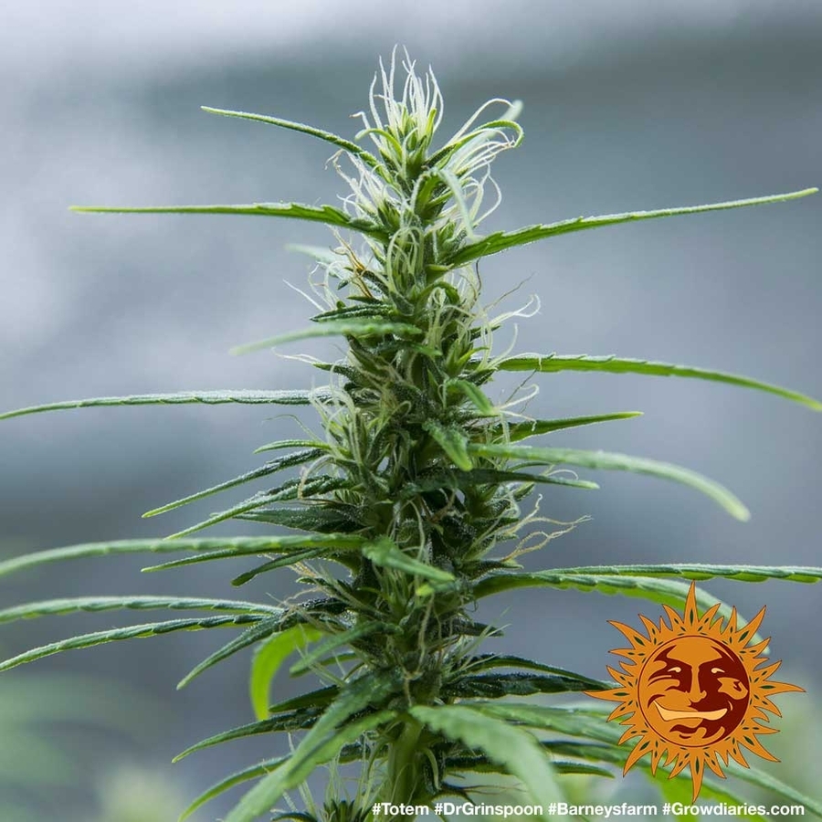 Barney's Farm - Dr. Grinspoon (fem.)