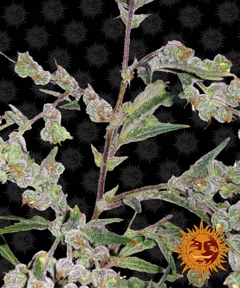 Barney's Farm - Dr. Grinspoon (fem.)