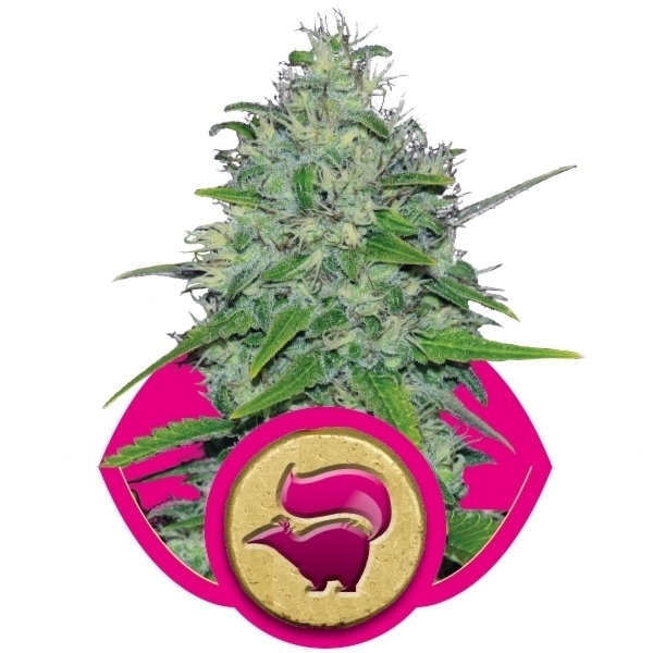Royal Queen Seeds - Skunk XL (fem.) Royal Queen Seeds - Skunk XL (fem.)