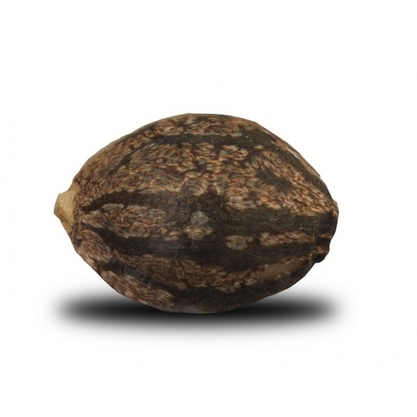 Royal Queen Seeds - Skunk XL (fem.) Royal Queen Seeds - Skunk XL (fem.)