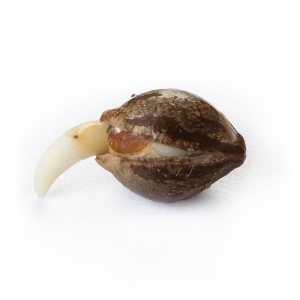 Royal Queen Seeds - Skunk XL (fem.) Royal Queen Seeds - Skunk XL (fem.)