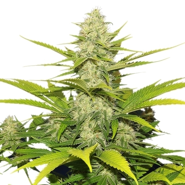 Royal Queen Seeds - Skunk XL (fem.) Royal Queen Seeds - Skunk XL (fem.)
