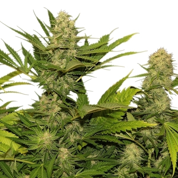 Royal Queen Seeds - Skunk XL (fem.) Royal Queen Seeds - Skunk XL (fem.)
