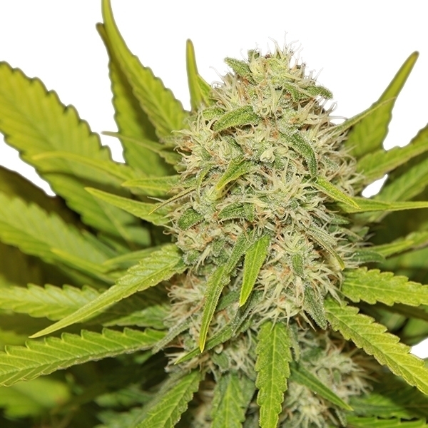 Royal Queen Seeds - Skunk XL (fem.) Royal Queen Seeds - Skunk XL (fem.)