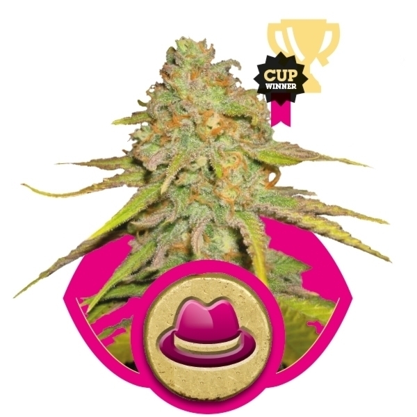 Royal Queen Seeds - O.G. Kush (fem.)