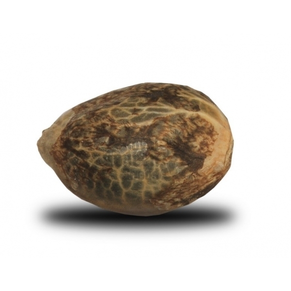 Royal Queen Seeds - O.G. Kush (fem.)