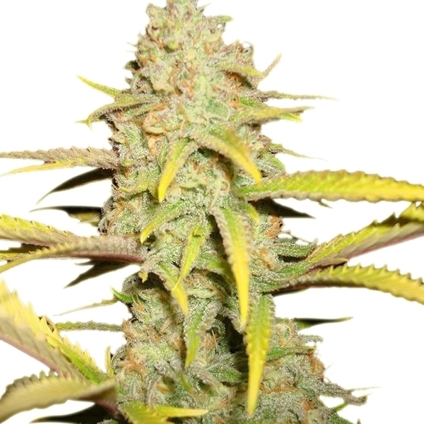 Royal Queen Seeds - O.G. Kush (fem.)